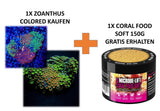 Zoanthus colored + 1x CORAL FOOD SOFT 150g  Gratis