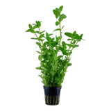 Bacopa caroliniana, Stängelpflanze