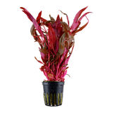 Alternanthera reineckii 'Pink', Stängelpflanze