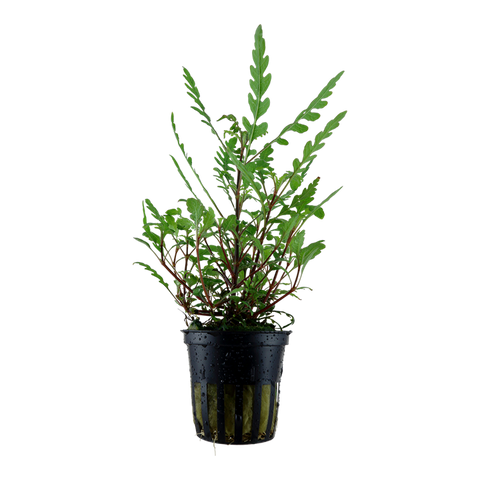Hygrophila pinnatifida, Stängelpflanze