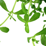 Bacopa monnieri 'Compact', Stängelpflanze