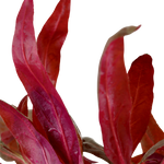 Alternanthera reineckii 'Pink', Stängelpflanze
