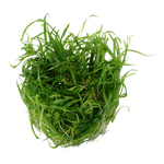 Helanthium tenellum 'Green', Bodendecker