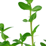 Bacopa caroliniana, Stängelpflanze