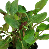 Lobelia cardinalis, Stängelpflanze