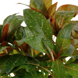 Ludwigia glandulosa, Stängelpflanze