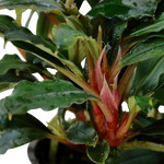 Bucephalandra sp. 'Red', Wurzelstock/Rhizom
