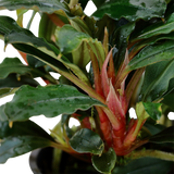Bucephalandra sp. 'Red', Wurzelstock/Rhizom